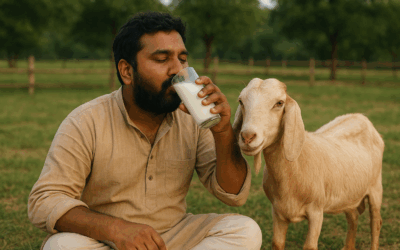 The nutritional differences between cow milk and goat milk