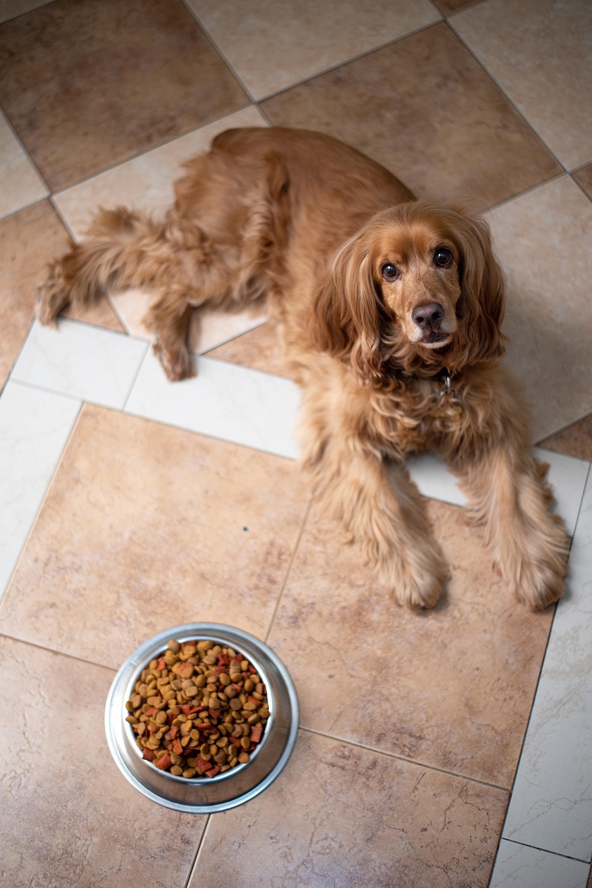 english-cocker-spaniel-5937758_1280